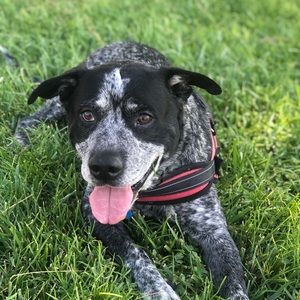 Meet your Posher, Ronald